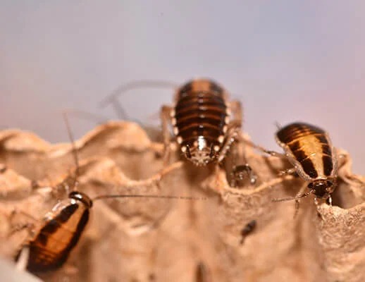 Pest Beetle