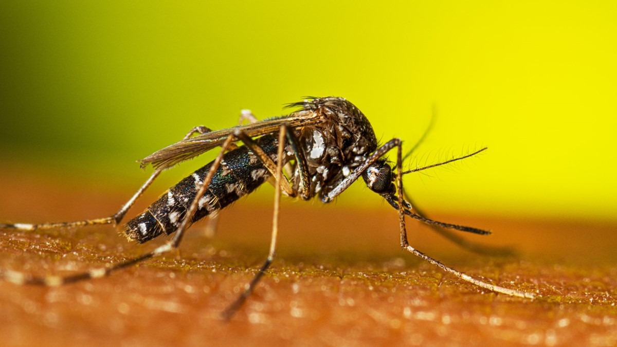 Pest Mosquito